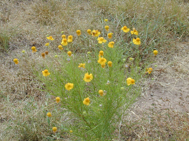 Helenium amarum (Yellow sneezeweed) #11722