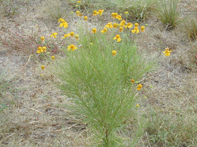 Helenium amarum (Yellow sneezeweed) #11723