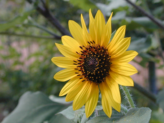 Helianthus annuus (Common sunflower) #11724