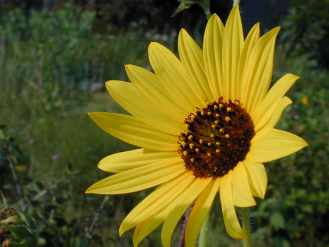 Helianthus annuus (Common sunflower) #11726