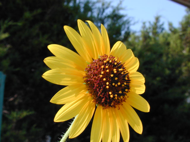 Helianthus annuus (Common sunflower) #11727