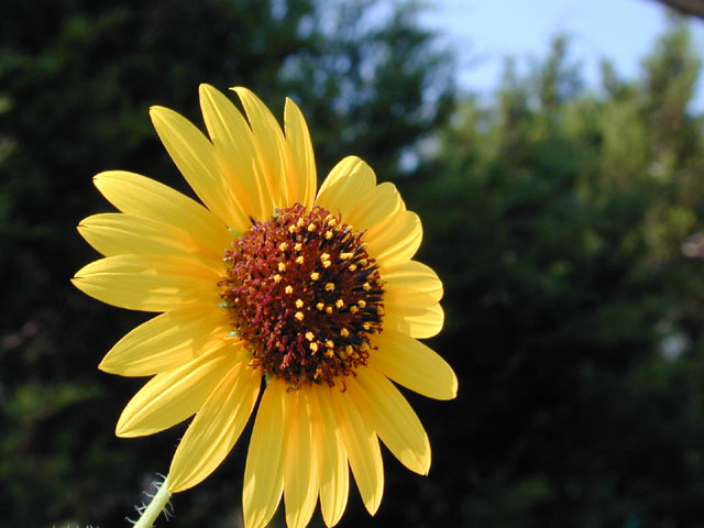 Helianthus annuus (Common sunflower) #11729