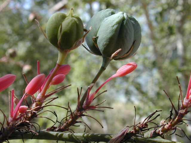 Hesperaloe parviflora (Red yucca) #11563