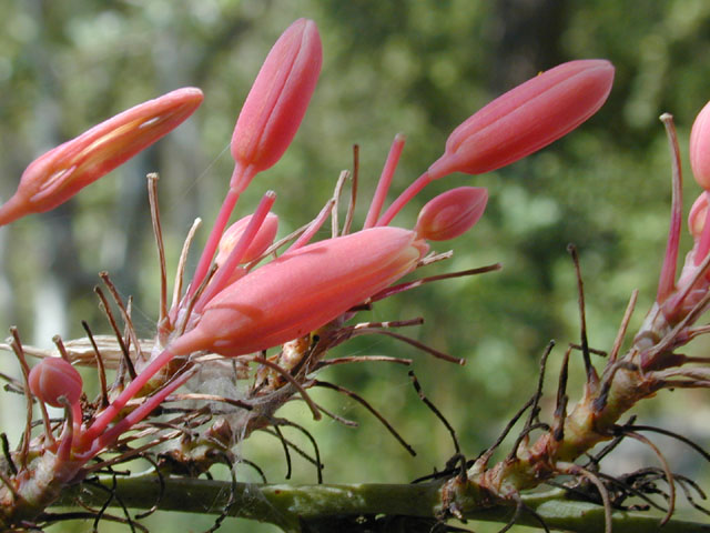 Hesperaloe parviflora (Red yucca) #11564