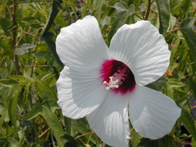 Hibiscus laevis (Halberdleaf rosemallow) #12253