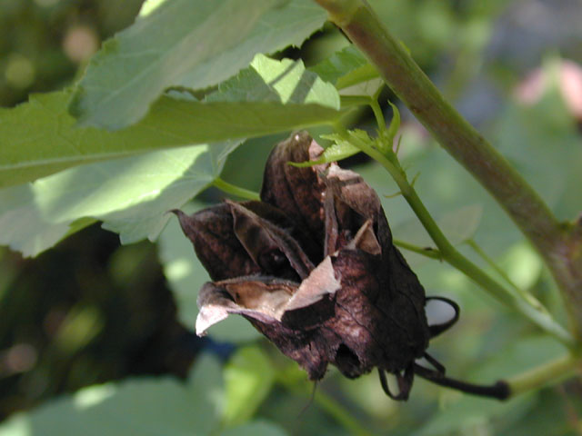 Hibiscus laevis (Halberdleaf rosemallow) #12256