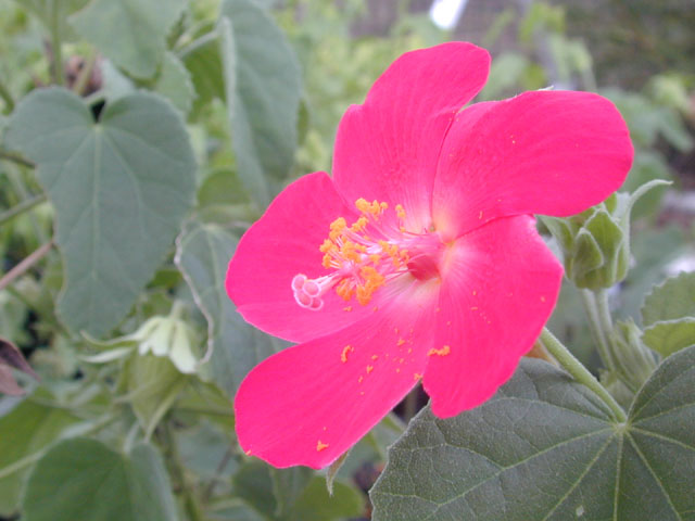 Hibiscus martianus (Heartleaf rosemallow) #12261