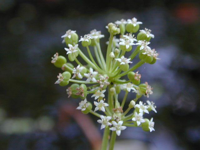 Hydrocotyle umbellata (Manyflower marsh-pennywort) #11603