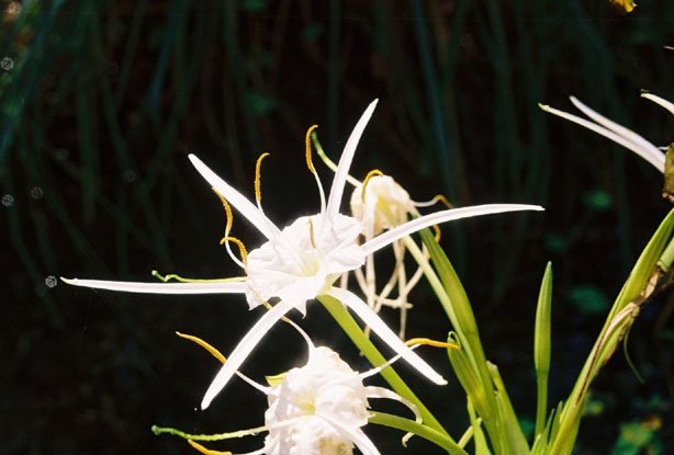 Hymenocallis liriosme (Texas spiderlily) #12204