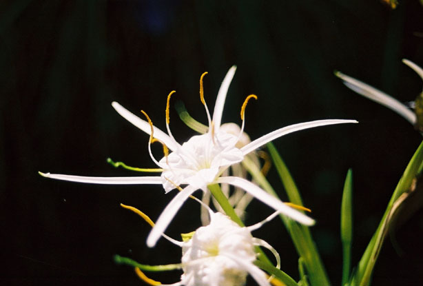 Hymenocallis liriosme (Texas spiderlily) #12205