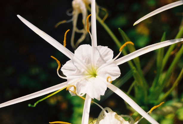 Hymenocallis liriosme (Texas spiderlily) #12206