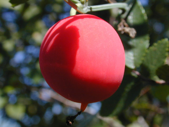 Ibervillea lindheimeri (Balsam gourd) #11964