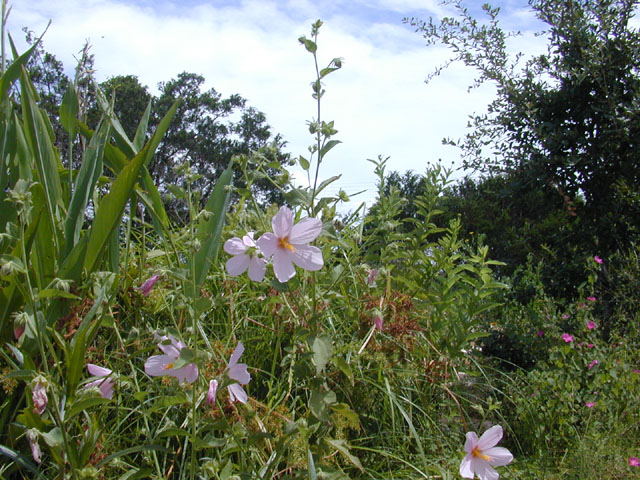Kosteletzkya virginica (Virginia saltmarsh mallow) #12264