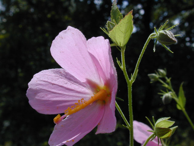 Kosteletzkya virginica (Virginia saltmarsh mallow) #12267