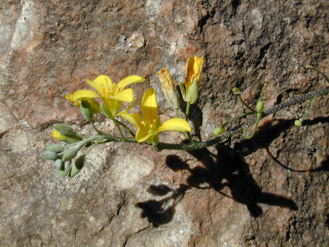Lesquerella densiflora (Denseflower bladderpod) #11864