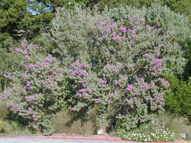 Leucophyllum frutescens (Cenizo) #12605