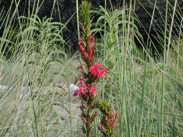 Lobelia cardinalis (Cardinal flower) #11899