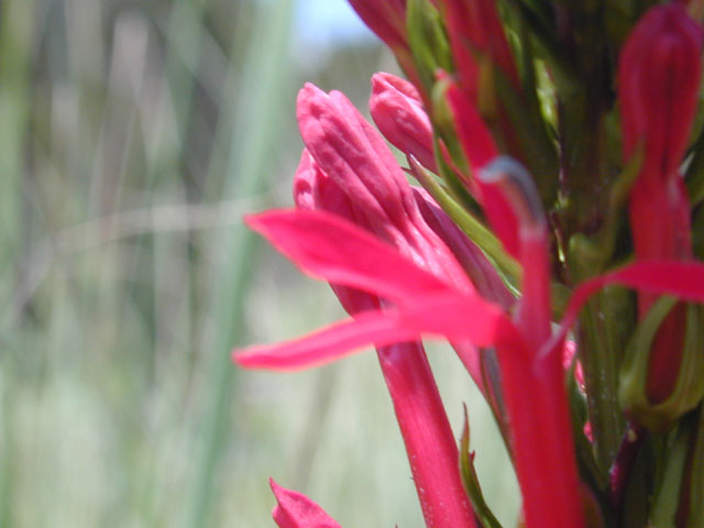 Lobelia cardinalis (Cardinal flower) #11902