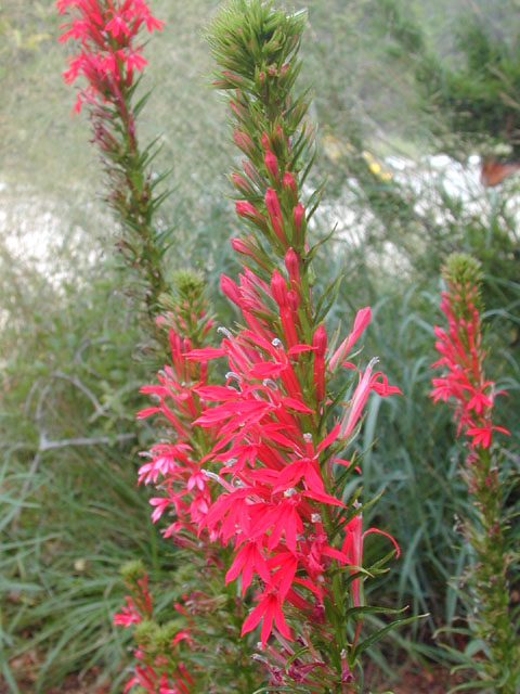Lobelia cardinalis (Cardinal flower) #11907