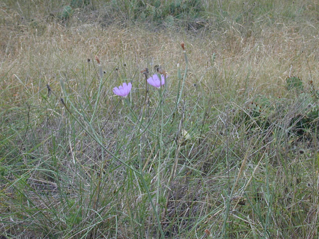 Lygodesmia texana (Texas skeleton plant) #11743