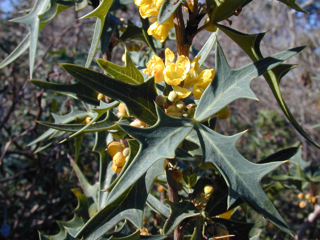 Mahonia trifoliolata (Agarita) #11821