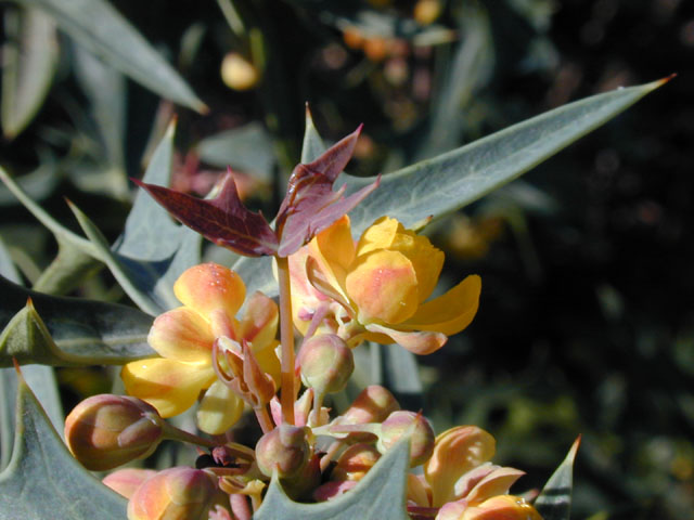 Mahonia trifoliolata (Agarita) #11823