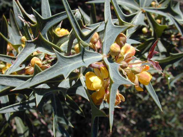 Mahonia trifoliolata (Agarita) #11824