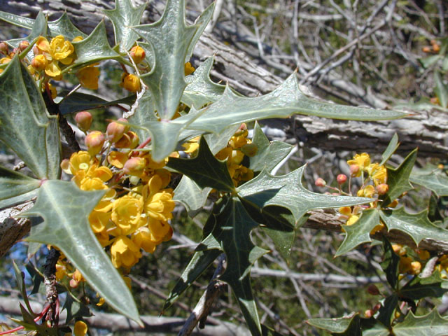 Mahonia trifoliolata (Agarita) #11826