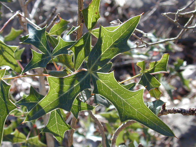 Mahonia trifoliolata (Agarita) #11828