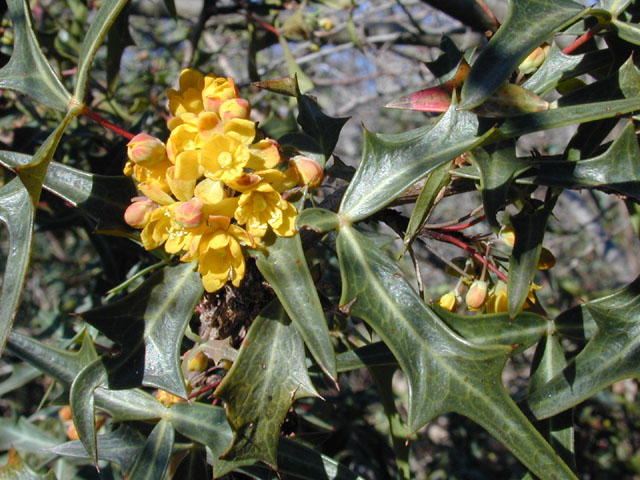 Mahonia trifoliolata (Agarita) #11831