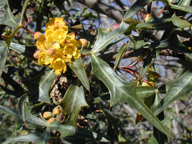 Mahonia trifoliolata (Agarita) #11832