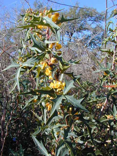 Mahonia trifoliolata (Agarita) #11834