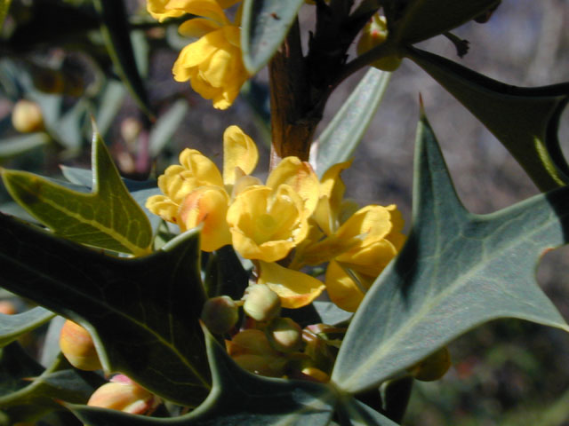 Mahonia trifoliolata (Agarita) #11836