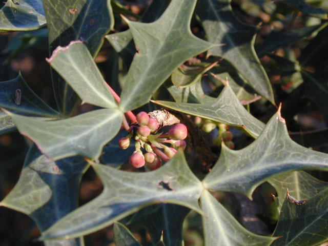 Mahonia trifoliolata (Agarita) #11837