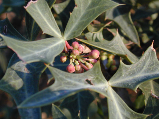 Mahonia trifoliolata (Agarita) #11845