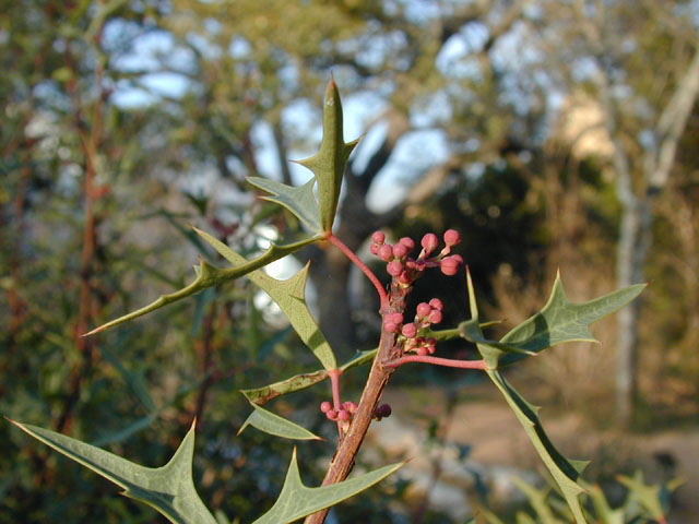 Mahonia trifoliolata (Agarita) #11848