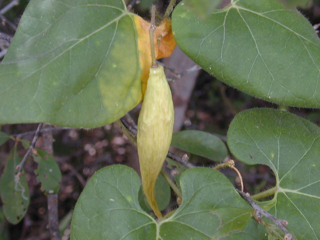 Matelea reticulata (Pearl milkweed vine) #11653