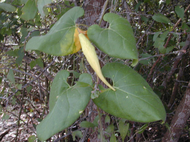 Matelea reticulata (Pearl milkweed vine) #11654