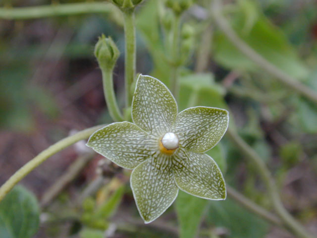 Matelea reticulata (Pearl milkweed vine) #11655