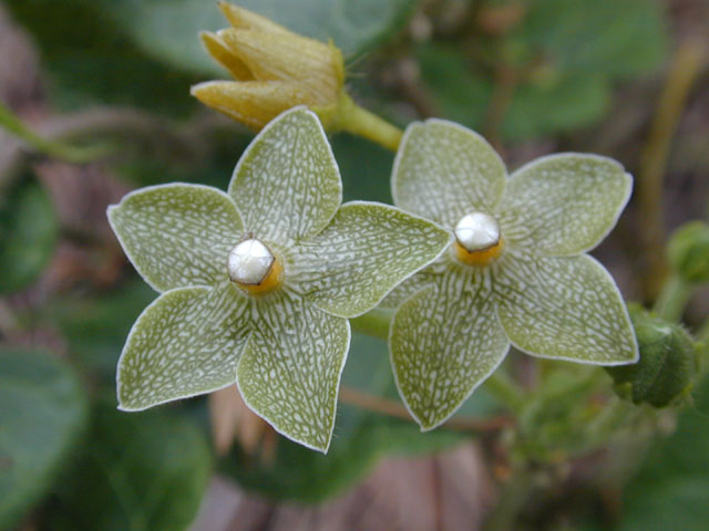 Matelea reticulata (Pearl milkweed vine) #11656