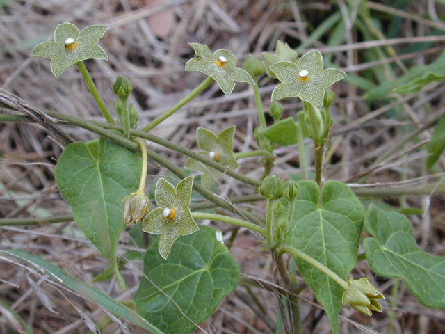Matelea reticulata (Pearl milkweed vine) #11658