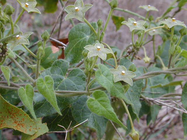 Matelea reticulata (Pearl milkweed vine) #11659