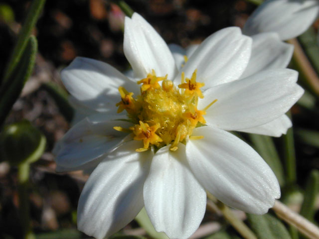 Melampodium leucanthum (Blackfoot daisy) #11748