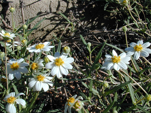 Melampodium leucanthum (Blackfoot daisy) #11749