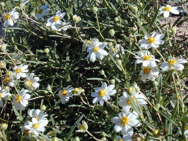 Melampodium leucanthum (Blackfoot daisy) #11750