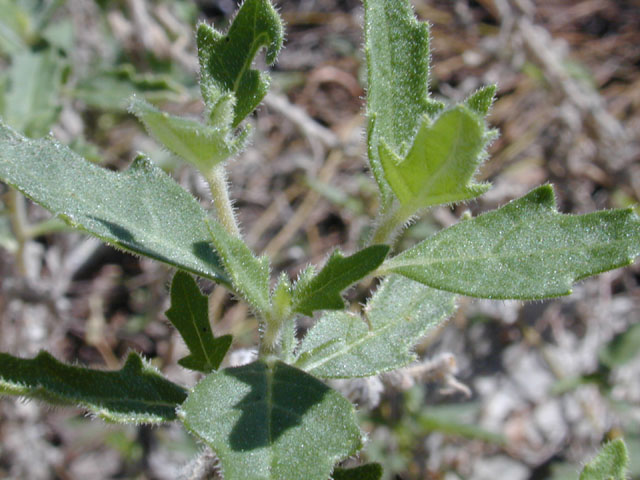 Mentzelia oligosperma (Stick-leaf) #12172