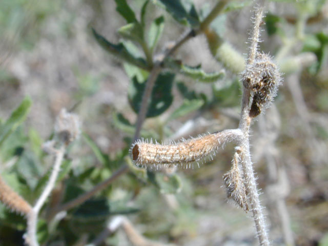 Mentzelia oligosperma (Stick-leaf) #12173