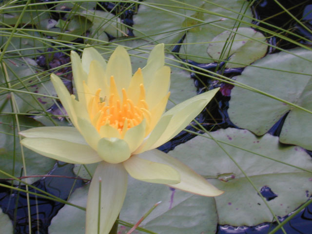 Nymphaea mexicana (Yellow waterlily) #12341