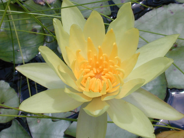 Nymphaea mexicana (Yellow waterlily) #12342