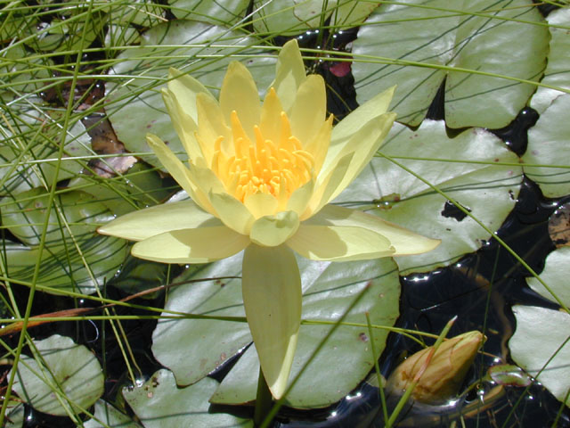 Nymphaea mexicana (Yellow waterlily) #12343